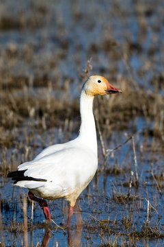 Snow Goose in Bosque del Apache National Wildlife Refuge in New Mexico