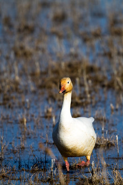 Snow Goose in Bosque del Apache National Wildlife Refuge in New Mexico