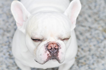 sleepy French bulldog