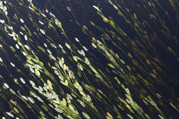 plantas acuáticas de río