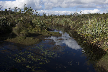 pantano cerca de Hokitika