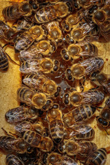 Close up of a opened hive body showing the frames populated by h