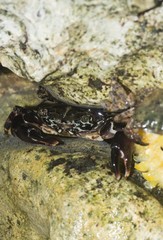 Living crab