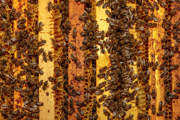 Close up of a opened hive body showing the frames populated by h