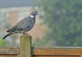 A wood Pigeon contemplating on a fence in Surrey