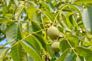 noix verte