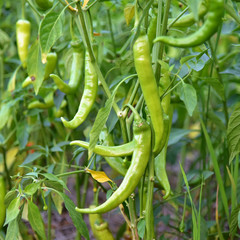 green chilli peppers on a tree
