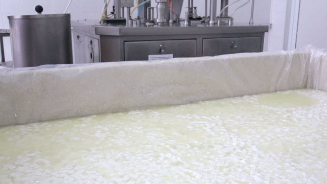Buffalo cheese batch in a small family creamery. The dairy farm is specialized in buffalo yoghurt and cheese production.