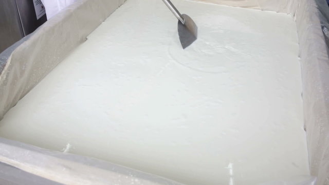 A woman working in a small family creamery is mixing a cheese batch. The dairy farm is specialized in buffalo yoghurt and cheese production.