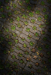 Texture of old cobblestone. City street.
