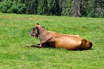 cows on pasture