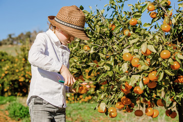 Portrait of attractive cute young boy picking mandarins at