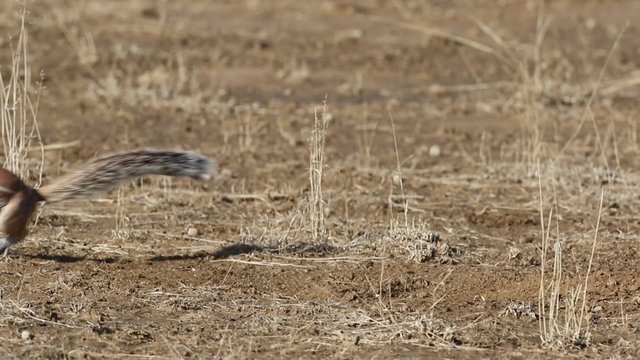 Ground squirrels (Xerus inaurus) actively playing, Kalahari desert, South Africa 