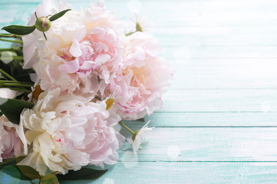 White  peonies flowers on turquoise wooden planks.