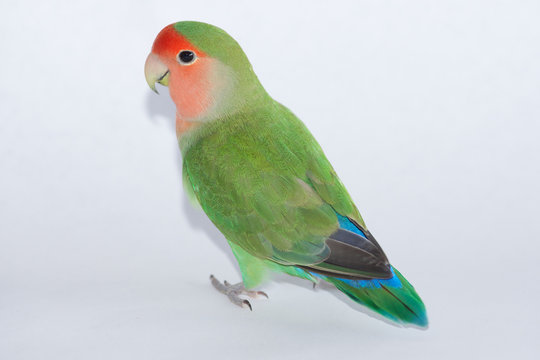 Fototapeta Peach-faced Lovebird - Agapornis roseicollis