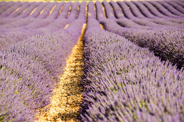 Valensole, Provence, France. Lavender field full of purple flowers