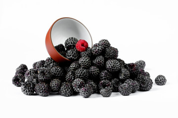 Not like everything. Fresh black raspberries Cumberland isolated © san_ta