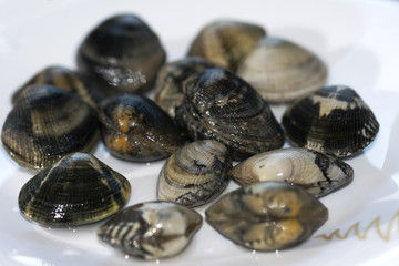 veraci clams