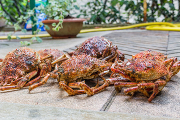 Spider Crabs close up