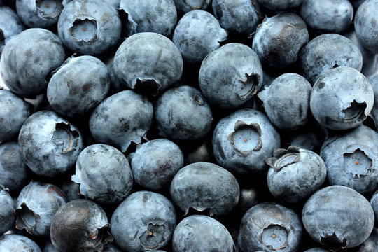 Close up Fresh Organic picked Blueberries