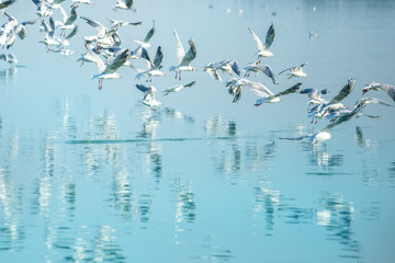 Flock of seagulls flying over lake