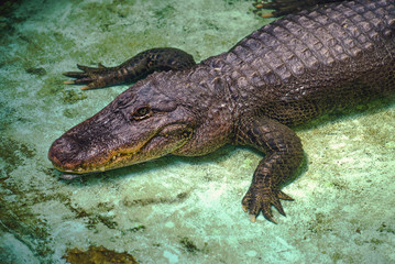Crocodile