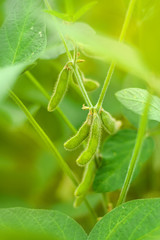 Soybean crop pods in field