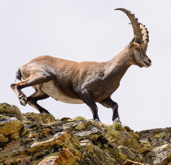 Stambecco al Colle del Leone - Monte Cervino - Capra ibex