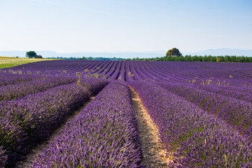 Obraz na płótnie Canvas France, Valensole Plateau, Provence, Europe. Lavender field, sunset and flowering