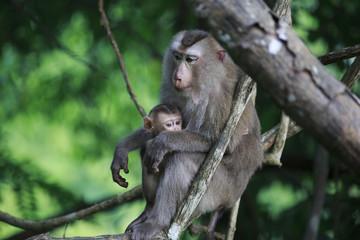 猿の母子