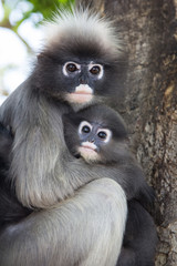 Obraz premium Baby macaque with his mother.