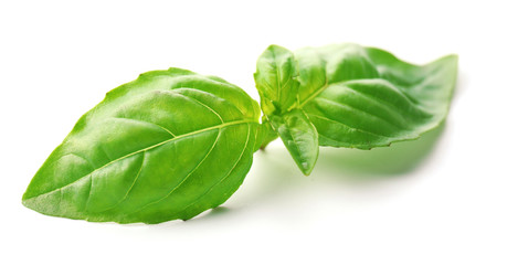 Green fresh basil isolated in white