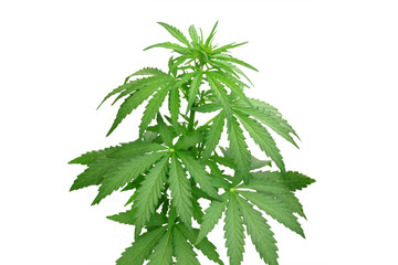 Bush hemp