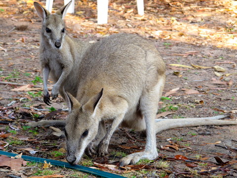 wallaby, australia