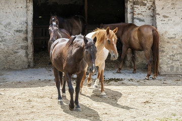 Horses