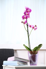 Beautiful lilac orchid in pot on table in room