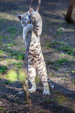white tiger