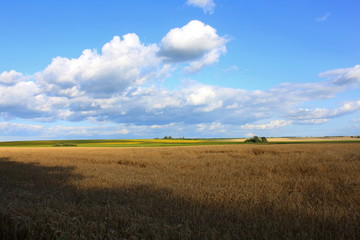 beautiful summer landscape, village wheat field at sunset