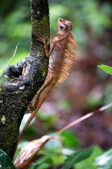 Borneo Anglehead Agamid Lizard (Gonocephalus belli), Borneo, Malaysia