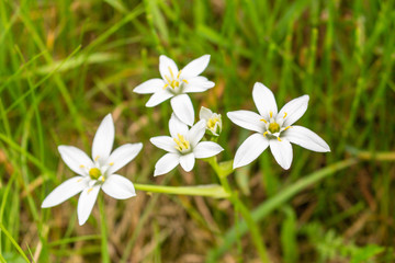 white flowers with 6 petals