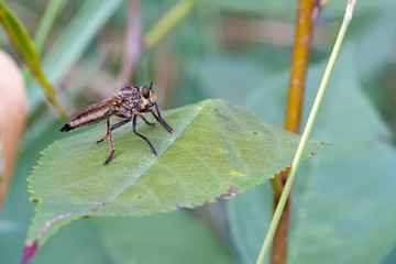 Fly on a green leaf.