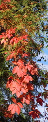 Virginia creeper (Parthenocissus quinquefolia)