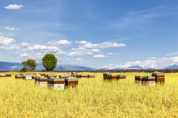 Hives with many bees in flight