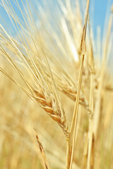 Ears of wheat on blue sky background