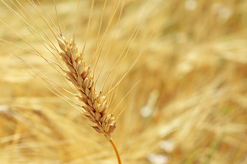 Ears of wheat close up