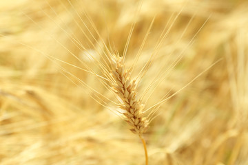 Obraz premium Ears of wheat close up