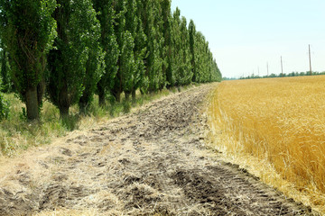 Country road in field