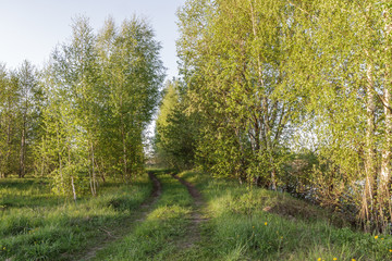 path through the forest young