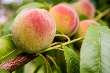 Pfirsiche im Garten am Baum 01