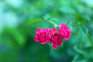 Beautiful roses growing in garden